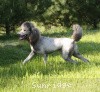 A photo of Sunridge Untouchable Vision, a silver standard poodle