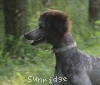 A photo of Sunridge Untouchable Vision, a silver standard poodle