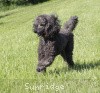 A photo of Amandi's Midnight Blue, a blue standard poodle