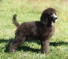 A photo of Sunridge Midnight Moondance, a silver standard poodle