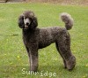 A photo of Sunridge Twilight Over Mount Bethel, a blue standard poodle