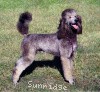 A photo of Sunridge Untouchable Vision, a silver standard poodle