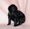 A photo of Sunridge Gallant Midnight Warrior, a silver standard poodle