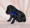 A photo of Sunridge Midnight Warrior Prince, a silver standard poodle