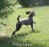 A photo of Sunridge Twilight Over Mount Bethel, a blue standard poodle