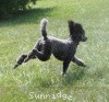 A photo of Sunridge Twilight Over Mount Bethel, a blue standard poodle