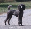 A photo of Sunridge Twilight Over Mount Bethel, a blue standard poodle