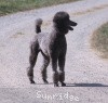 A photo of Sunridge Twilight Over Mount Bethel, a blue standard poodle