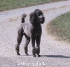 A photo of Sunridge Twilight Over Mount Bethel, a blue standard poodle