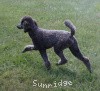 A photo of Sunridge Twilight Over Mount Bethel, a blue standard poodle