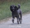 A photo of Sunridge Twilight Over Mount Bethel, a blue standard poodle