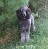 A photo of Sunridge Twilight Over Mount Bethel, a blue standard poodle