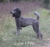 A photo of Sunridge Twilight Over Mount Bethel, a blue standard poodle