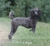 A photo of Sunridge Twilight Over Mount Bethel, a blue standard poodle