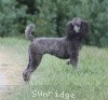 A photo of Sunridge Twilight Over Mount Bethel, a blue standard poodle