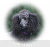 A photo of Sunridge Twilight Over Mount Bethel, a blue standard poodle