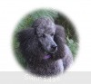 A photo of Sunridge Twilight Over Mount Bethel, a blue standard poodle