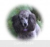 A photo of Sunridge Twilight Over Mount Bethel, a blue standard poodle