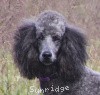 A photo of Sunridge Twilight Over Mount Bethel, a blue standard poodle