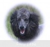 A photo of Sunridge Twilight Over Mount Bethel, a blue standard poodle