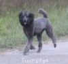 A photo of Sunridge Twilight Over Mount Bethel, a blue standard poodle