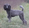 A photo of Sunridge Twilight Over Mount Bethel, a blue standard poodle