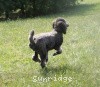 A photo of Sunridge Twilight Over Mount Bethel, a blue standard poodle