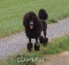 A photo of Timber Ridges Always N Forever, a blue standard poodle