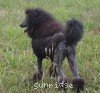 A photo of Timber Ridges Always N Forever, a blue standard poodle