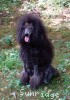 A picture of Timber Ridges Always N Forever, a blue standard poodle