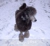 A photo of Timber Ridges Always N Forever, a blue standard poodle