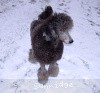 A photo of Timber Ridges Always N Forever, a blue standard poodle