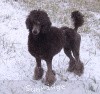 A photo of Timber Ridges Always N Forever, a blue standard poodle