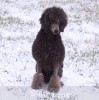 A photo of Timber Ridges Always N Forever, a blue standard poodle