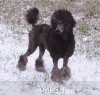 A photo of Timber Ridges Always N Forever, a blue standard poodle