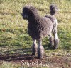 A photo of Timber Ridges Always N Forever, a blue standard poodle