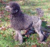 A photo of Timber Ridges Always N Forever, a blue standard poodle