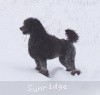 A photo of Timber Ridges Always N Forever, a blue standard poodle