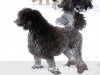 A photo of Timber Ridges Always N Forever, a blue standard poodle