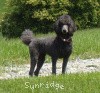 A photo of Timber Ridges Always N Forever, a blue standard poodle