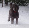 A photo of Timber Ridges Always N Forever, a blue standard poodle