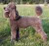 A photo of Timber Ridges Always N Forever, a blue standard poodle