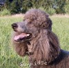 A photo of Timber Ridges Always N Forever, a blue standard poodle