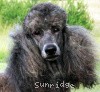 A photo of Timber Ridges Always N Forever, a blue standard poodle