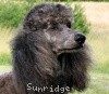 A photo of Timber Ridges Always N Forever, a blue standard poodle