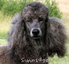 A photo of Timber Ridges Always N Forever, a blue standard poodle