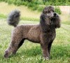 A photo of Timber Ridges Always N Forever, a blue standard poodle