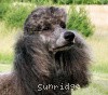 A photo of Timber Ridges Always N Forever, a blue standard poodle