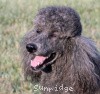 A photo of Timber Ridges Always N Forever, a blue standard poodle