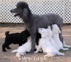 A photo of Timber Ridges Always N Forever, a blue standard poodle